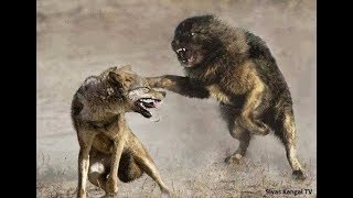 Lone Wolf vs 3 Tibetan Mastiffs [upl. by Suoicerpal]