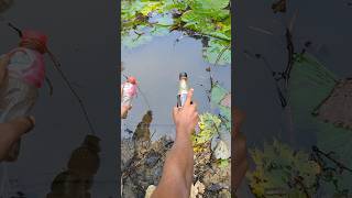 Fishing ChallengeshortsreelsUnique Style Plastic Bottle Hookhook [upl. by Evelyn863]