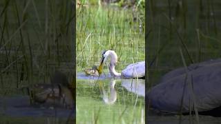 Heron’s Bold Catch heron nature [upl. by Dulcia206]