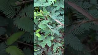 Touch me not plant  mimosa pudica  touchmenotplant [upl. by Anitsyrhc]