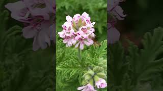 Pelargonium graveolens  Rose Geranium  🌸 Pelargonia pachnąca nature flowers vlog [upl. by Wolbrom]