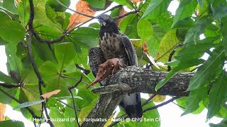 Oriental Honeybuzzard Pernis Ptilorhynchus torquatus  Male  Chiu S C DSCN2366 [upl. by Ecadnarb]