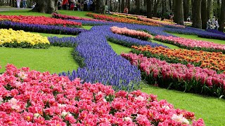 Amazing Colors of Spring Flowers  Keukenhof 2024  4K [upl. by Atlanta]