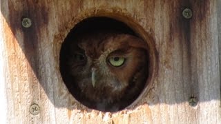 Female Screech Owl Calls Mate at Dusk [upl. by Katerine554]