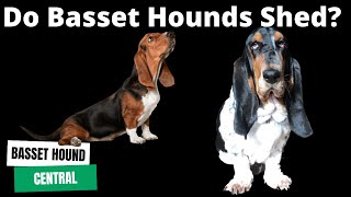 Basset Hound 101  Do Basset Hounds Shed [upl. by Harrington757]