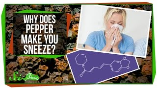 Why Does Pepper Make You Sneeze [upl. by Ardene]