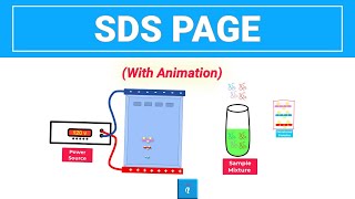 SDS PAGE  Gel Electrophoresis with animation [upl. by Aicilla]