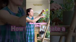 The Easiest Houseplant to Propagate Learn how to Propagate the Pothos Plant EpipremnumAureum [upl. by Dollie]