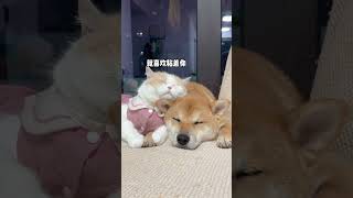 Cutest Moments Between Dogs and Cats [upl. by Hartzke]