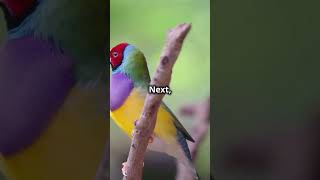 Expert Guide Raising Healthy Gouldian Finch Chicks [upl. by Dyl]