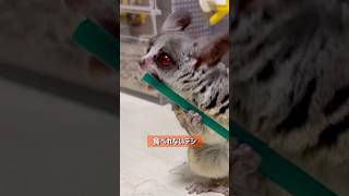 Bushbaby おさるの遊びみせるデシ shots bushbaby ブッシュベイビー おさるさん ショウガラゴ [upl. by Adnopoz489]