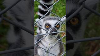 Super cute Ringtailed Lemur lemur [upl. by Drugi648]