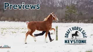 Previews for the Keystone Draft Horse Sale [upl. by Fransis]