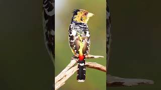 Crested barbet Bird birds nature shorts [upl. by Notyep]