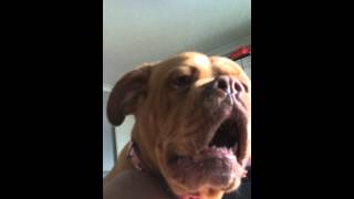 dogue de bordeaux protecting the family 14 months old [upl. by Yemorej203]