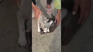 New video😟 puppy fight [upl. by Tireb]