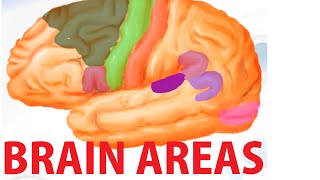 Functional Brain Areas  Brain Anatomy Cortex [upl. by Benedicto539]