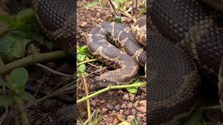 പ്രതീക്ഷിക്കാതെ കിട്ടിയ പാമ്പ് 🐍 Sand Boa confused as Indian Rock Python sarpa rescue reptiles [upl. by Sheeree]