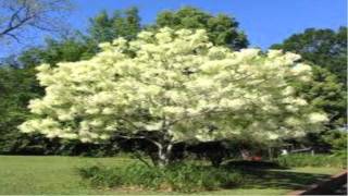 Chionanthus Virginicus For sale [upl. by Adella]