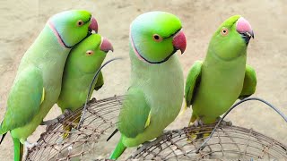 Parrot Talking Green and Show Video [upl. by Crockett]