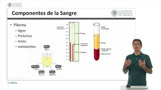 Componentes de la sangre   UPV [upl. by Valentine]