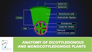 ANATOMY OF DICOTYLEDONOUS AND MONOCOTYLEDONOUS PLANTS [upl. by Lupiv]