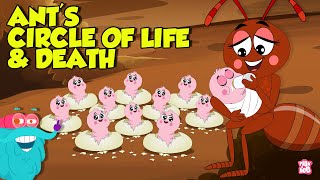 What is an Ant Mill  The Life and Death Cycle of An Ant  Learn all About Ants  Dr Binocs Show [upl. by Ronalda399]