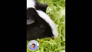 guineapigsoundWheekingpurringChuttingRumblingteeth chatteringWhiningcabbageoutofgarden [upl. by Helsie270]