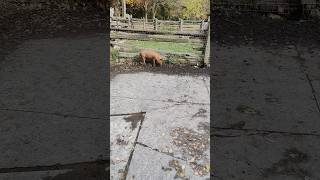 Piglet about place pig pigs animal animals toronto trending viral shortsviral vlog [upl. by Sisile]