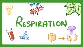 GCSE Biology  Respiration 21 [upl. by Ajit]