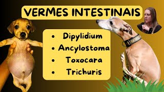 🐶🐱VERMES EM CÃO E GATO QUAIS SÃO OS VERMES DO INTESTINO NOS CACHORROS E GATOS [upl. by Lareine110]