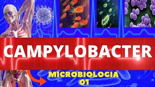 CAMPYLOBACTER JEJUNI  MICROBIOLOGIA BACTÉRIAS PATOGÊNICAS [upl. by Alane]