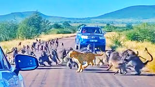 Leopard Attacked by 50 Baboons in the Middle of the Road [upl. by Lightman]