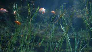 AquaEscapes Nodding Off in Lake Nicaragua [upl. by Nocaj]