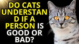 HERES HOW CATS KNOW IF A PERSON IS GOOD OR BAD  Feline Spirituality [upl. by Letta271]