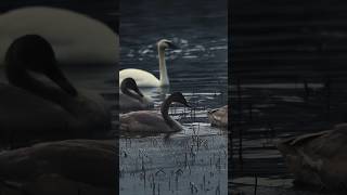 Alaskan swans birding swans wintermigration [upl. by Zulaledairam]