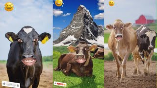 Cow Videos Cow Sounds cow [upl. by Hamrah579]