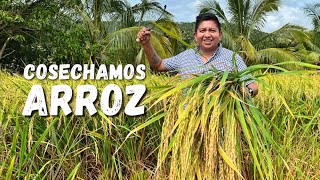 ¿Sabías cómo cosecha el arroz Así lo hacen en la Montaña ¡Uno de los mejores de México [upl. by Rheta679]