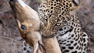 Antelopes final stand against a leopard [upl. by Mitinger583]