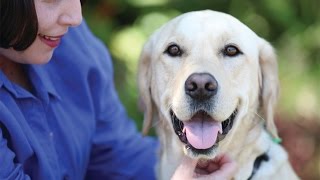 Meet Tracey amp Guide Dog Gordon [upl. by Lesak]