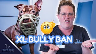 XL bully ban in the UK  update Dec 2023 [upl. by Deegan]