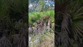 Freedom the Parrot Alarmed at 3rd Gopher Tortoise by Saw Palmetto amp Trees at River Woods Park [upl. by Dragoon]