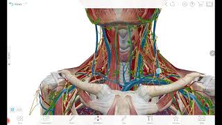 Thyroid gland relations [upl. by Ledda]