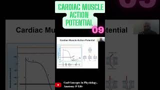 Cardiac Muscle Action Potential  Part9 shorts youtubeshorts youtube ytshorts [upl. by Nodababus]