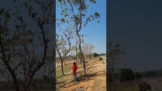 Removing Loranthus parasites from plants  Banda Removal agro organicfarming banda loranthus [upl. by Nadia]