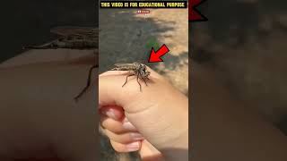 amazingfacts moshquito factsinhindi mosquito animals mosquitogoaway [upl. by Indyc687]