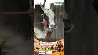 இந்த மாடு நாங்க வாங்குனதே Special தான் jallikattu jallikattukalai ibctamil alanganallur [upl. by Hans]