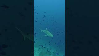 Whitetip reef shark Rasdhoo Maldives [upl. by Yrehcaz]