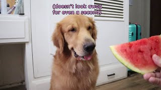 Golden Retriever would eat watermelons all day if he could [upl. by Awhsoj]