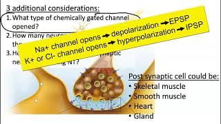 EPSP IPSP Summation [upl. by Inail]